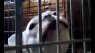 Sydney The French Bulldog Crying In Cage3g2 [upl. by Enattirb991]