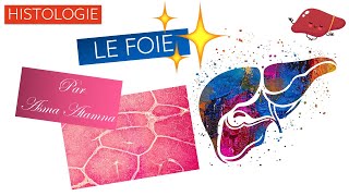 Histologie  LE FOIE par ASMA ATAMNA [upl. by Arihday393]