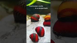 Red Racer Nerite Snail Vittina waigiensis shorts [upl. by Ardien]