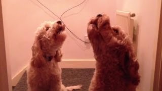 Cockapoo Dogs Singing On Command [upl. by Halimeda]