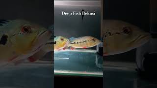 Kualitas Pbass orinoco deepfish ikanpredator predatorfishtank [upl. by Odel551]