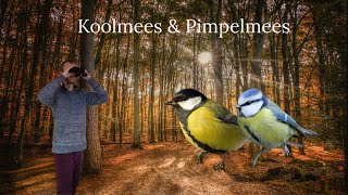 Vogel beginnerscursus 2  Koolmees amp pimpelmees [upl. by Riha]