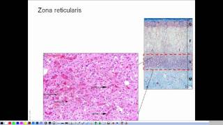 Morphology of the adrenal gland  presentation [upl. by Adebayo650]