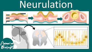 Neurulation  Neurogenesis  Neural tube folding  USMLE  Neurology [upl. by Fachan754]