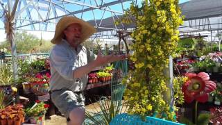 Civano Nursery  Carolina Jessamine [upl. by Eyllib]