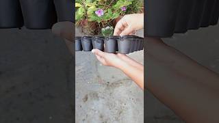 Unboxing Seedlings Tray gardening meesho plants [upl. by Aicertal]