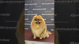 pomeranian breed dog bathing grooming doglover shorts ❤️❤️ [upl. by Selestina766]