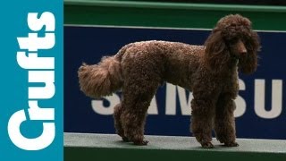 Agility  Team  Small Semi Final  Crufts 2012 [upl. by Honeywell23]