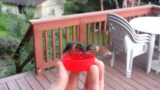 HandFeeding Hummingbirds [upl. by Cliffes49]