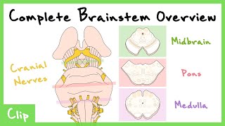 The Brainstem Explained With Cranial Nerves amp Cross Sections  Clip [upl. by Shanly]