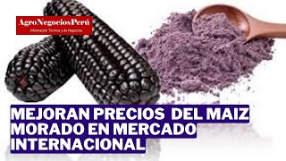 Mejoran precios del maíz morado [upl. by Mercola683]