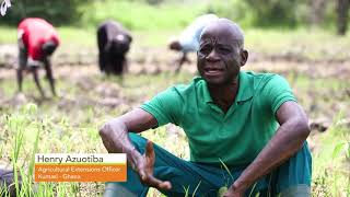 FellowsinFocus Rising to Improved Rice Farming Methods for Enhanced Production in Ghana [upl. by Herates]