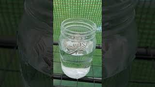 Seed Soaking Secrets Boost Your Germination Rate urbangardening gardenhacks garden gardening [upl. by Almeta]