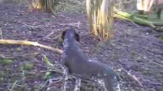 breeze in action my gsp [upl. by Jonina]