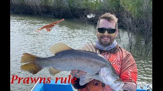 Townsville Estuary lure fishing [upl. by Nilhtac]