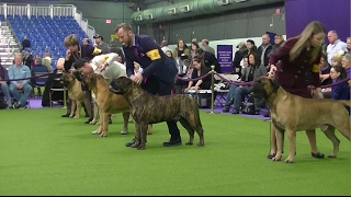 Bullmastiff Westminster dog show 2017 b [upl. by Sorel]