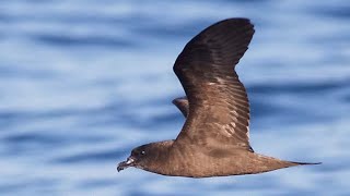 Jouanins petrel Bulweria fallax forage flight over water [upl. by Hoashis540]