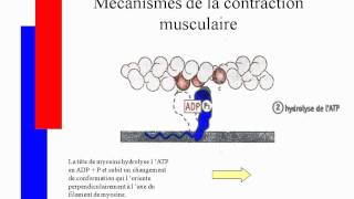 Mécanismes de la contraction musculairesavi [upl. by Sallee]