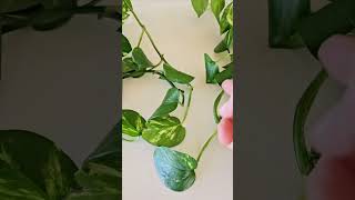 How Pothos Cuttings Put Out New Growth [upl. by Britteny]