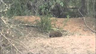 KWA Waterhole  Hyrax comes for a drink at 841AM Feb 21 2016 [upl. by Montanez]