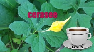 Cerasee Jamaican Cerasee Cerasee Tea Cerasee Plant [upl. by Novah]