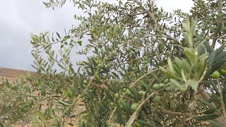 Arbequina Olive Tree from Flowering to Fruting l Budding Flowering Fruiting l Utopia Olive Orchard [upl. by Huttan]