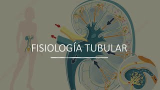 RENAL 23  Fisiología Tubular  MedFriends [upl. by Aluin835]