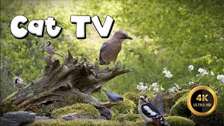 Cat TV for Cats to Watch 🐈  RELAX IN THE FOREST🐦‍⬛4K [upl. by Schoening201]