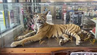 Tiger Truck Stop Taxidermy Tour Gas Station in Louisiana [upl. by Hansiain]