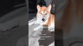 Lady day😎 lazyday funnydogvideos shiba dogshorts dogsfunnyvideo pets doglover shibadog [upl. by Lowson]