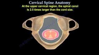 Cervical Spine Anatomy  Everything You Need To Know  Dr Nabil Ebraheim [upl. by Annoyi]