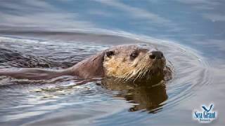 15 Second Science  River Otters [upl. by Aleece]