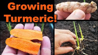 Growing Turmeric In 2020  Part 1 of 2 [upl. by Eadrahc]