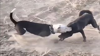 Mutt attacks the wrong dog and pays the price [upl. by Tearle]