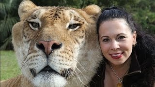 My Huge Pet Liger  Crazy Cats Compilation of Funny Pets amp Funny Cat Videos [upl. by Raff]