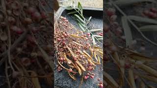 How to process Peppercorns [upl. by Vas]