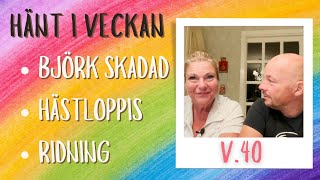 Björk skadad hästloppis och massor av ridning Snack om allt som hänt i veckan vecka 40 [upl. by Casady119]