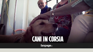 Roma cani in corsia al Fatebenefratelli per i pazienti in attesa della chemioterapia [upl. by Deelaw143]