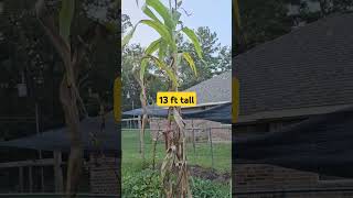 Sorghum Korjaj gardening farming sorghum [upl. by Ainnos]