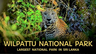 Wilpattu National Park  Sri Lanka [upl. by Durman]