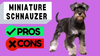 Miniature Schnauzer Pros and Cons [upl. by Millda]