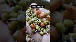 sprouts benefits sprouts sivaramanspeech sproutssaladhealthytipsrecipefoodiehowtomakesprouts [upl. by Ilehs]