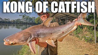 The Kong of Catfish Mekong Catfishing in Thailand [upl. by Latoyia]