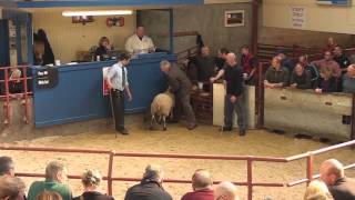 Longtown Mart Bluefaced Leicester Sale  September 17th 2014 [upl. by Atinihs860]