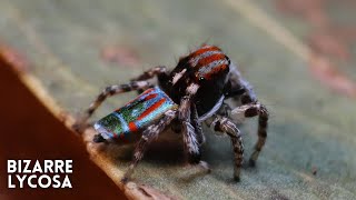 Finding a PEACOCK SPIDER Maratus volans [upl. by Shugart]