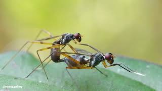 Ngintip Semut Lagi ena ena  Ant mating process [upl. by Waller527]