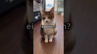 Warum bringt dir deine Katze „Geschenke“ wie zB Mäuse nach Hause catsofyoutubekatzenliebe cat [upl. by Haikan]