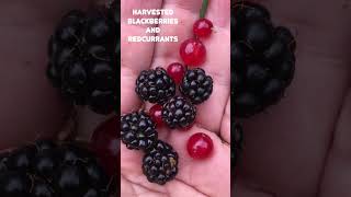 Harvested Blackberries amp Red currants  groseille rouge amp mûre nature garden short gardening [upl. by Epperson]