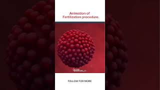 Fertilization animation procedure medicallife nursingstudent nursing youtube [upl. by Atila256]