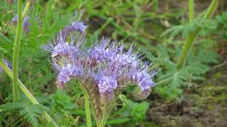 Phacelia tanacetifolia [upl. by Aronel]